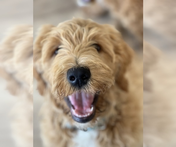 Medium Photo #12 Goldendoodle Puppy For Sale in SAN DIEGO, CA, USA