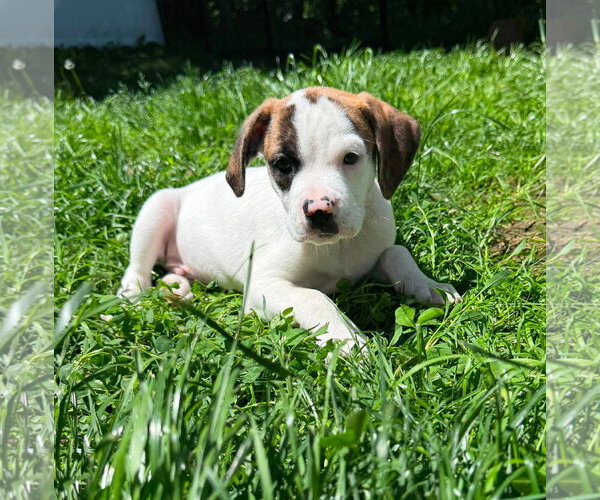 Medium Photo #1 Mutt Puppy For Sale in pomfret, CT, USA