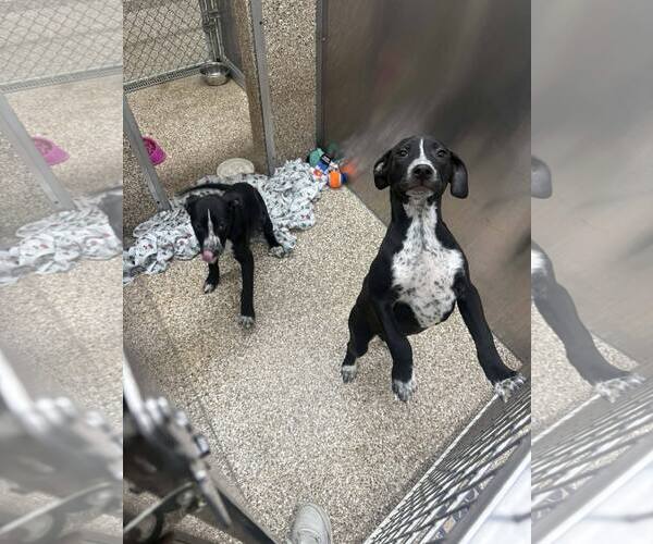 Medium Photo #2 Mutt Puppy For Sale in Martinsburg, WV, USA