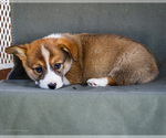 Small Photo #13 Pembroke Welsh Corgi Puppy For Sale in WAKARUSA, IN, USA