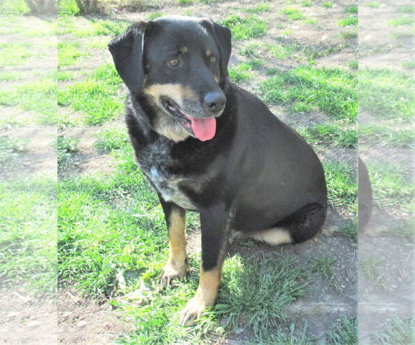 Medium Photo #5 Labrottie Puppy For Sale in Godley, TX, USA