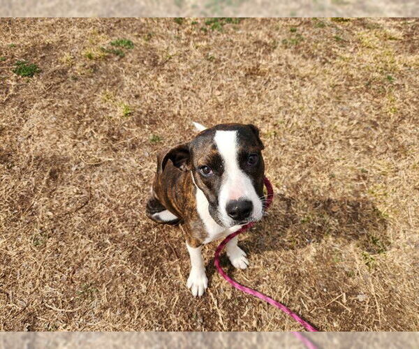 Medium Photo #2 American Pit Bull Terrier Puppy For Sale in Ocala, FL, USA