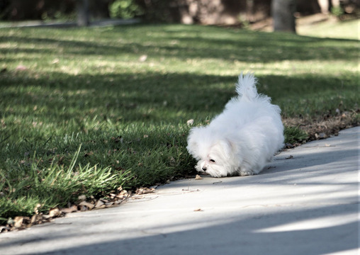 Medium Photo #8 Maltese Puppy For Sale in FULLERTON, CA, USA