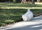 Small Photo #8 Maltese Puppy For Sale in FULLERTON, CA, USA