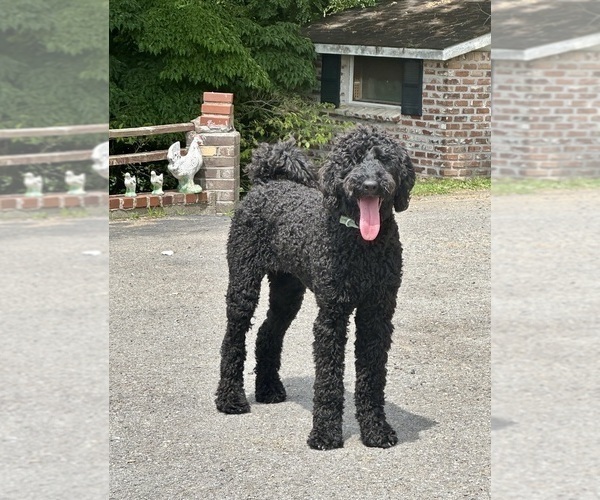 Medium Photo #6 Goldendoodle Puppy For Sale in POWELL, TN, USA