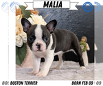 Puppy Malia Boston Terrier