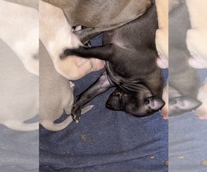 Italian Greyhound Puppy for sale in STILLWATER, OK, USA