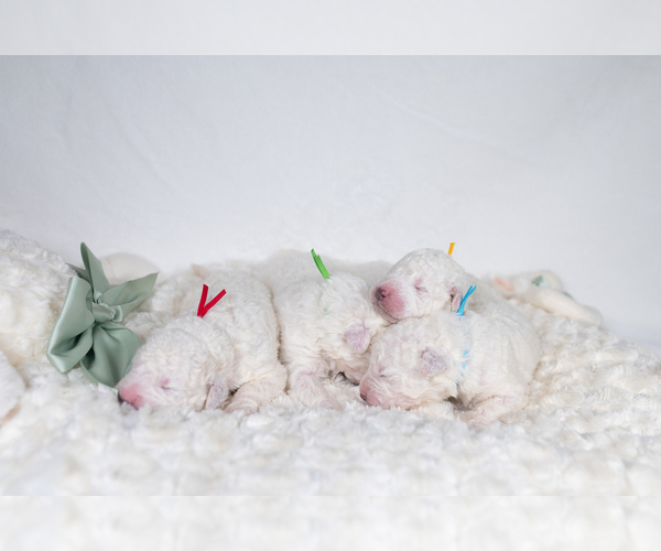Medium Photo #13 Maremma Sheepdog Puppy For Sale in CONWAY, MO, USA