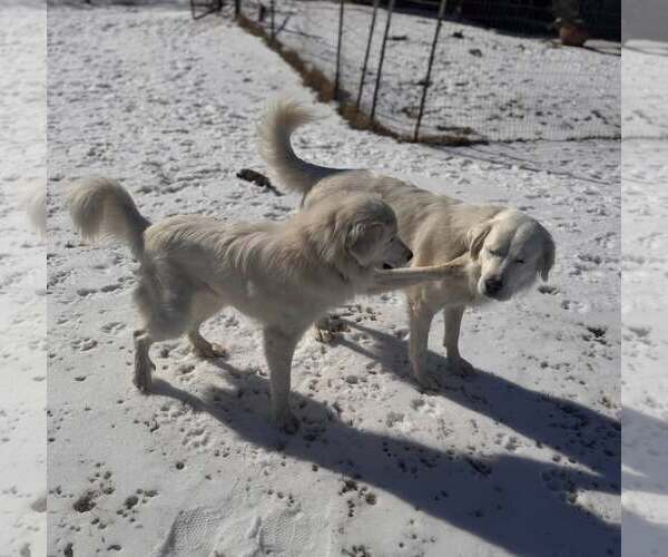 Medium Photo #10 Great Pyrenees Puppy For Sale in Dallas, TX, USA