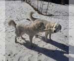 Small #9 Great Pyrenees