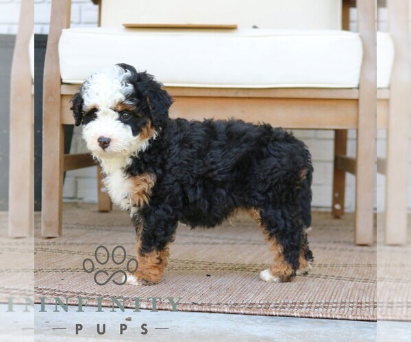 Medium Photo #4 Bernedoodle (Miniature) Puppy For Sale in PARADISE, PA, USA