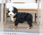 Small #3 Bernedoodle (Miniature)