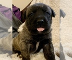 Small Photo #2 American Mastiff Puppy For Sale in GLASGOW, KY, USA