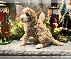Bernedoodle Puppy for sale in ADRIAN, MI, USA