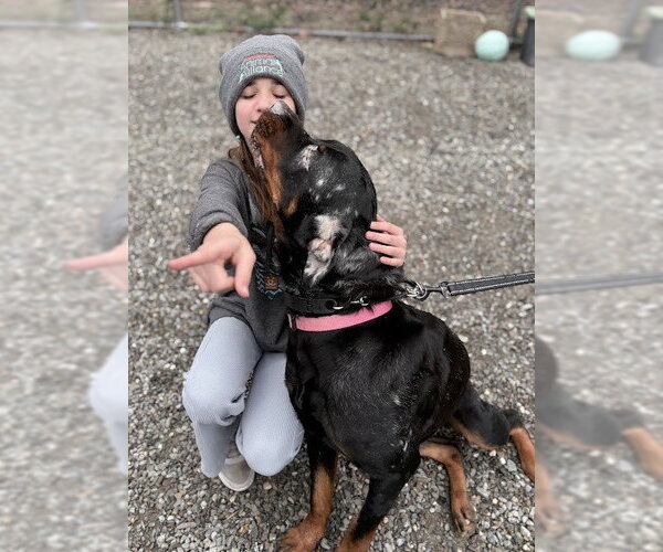 Medium Photo #2 Rottweiler Puppy For Sale in Hillsboro, NH, USA