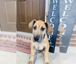 Small Photo #5 Great Dane Puppy For Sale in LITHONIA, GA, USA