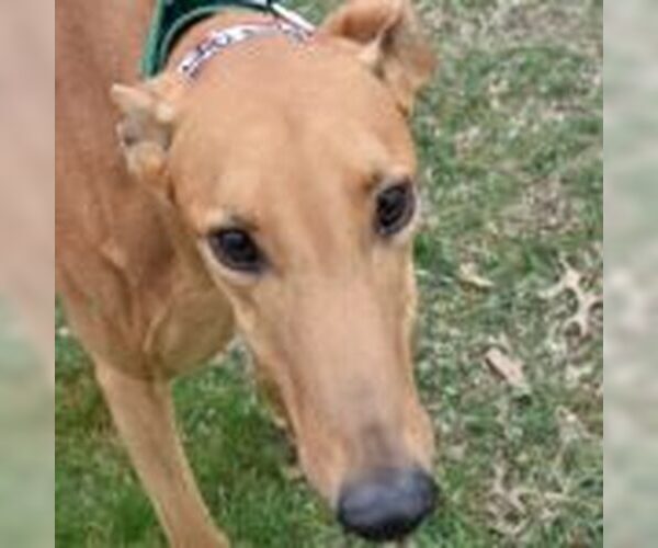 Medium Photo #1 Greyhound Puppy For Sale in Grandville, MI, USA