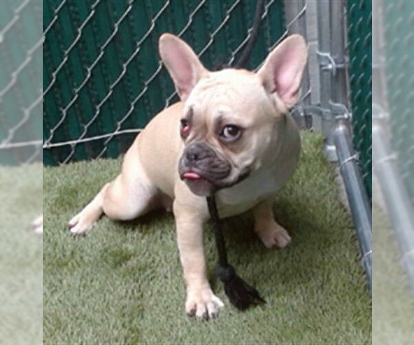 Medium Photo #1 French Bulldog Puppy For Sale in Downey, CA, USA