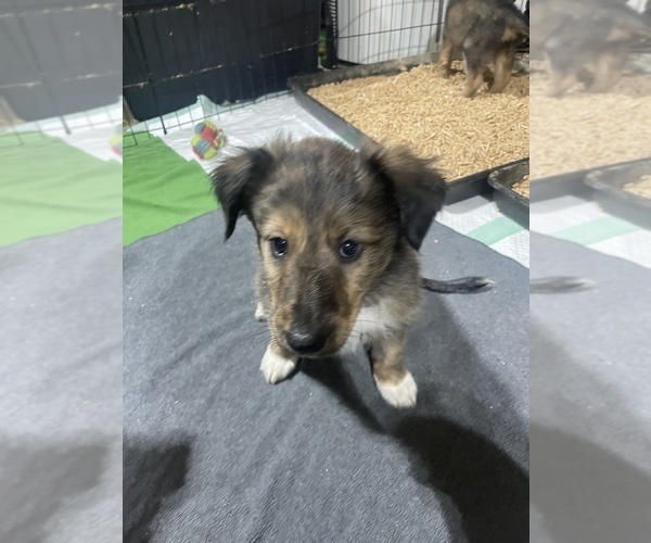 Medium Photo #8 English Shepherd-Scotch Collie Mix Puppy For Sale in WILDER, ID, USA
