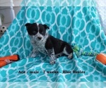 Small Photo #2 Texas Heeler Puppy For Sale in CLARKRANGE, TN, USA