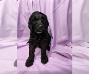 Goldendoodle Puppy for sale in EDMOND, OK, USA