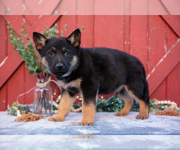 Medium Photo #2 German Shepherd Dog Puppy For Sale in PARKESBURG, PA, USA