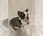 Small Photo #7 French Bulldog Puppy For Sale in SEBRING, FL, USA