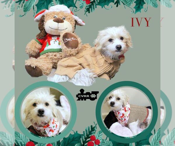 Medium Photo #1 Mutt Puppy For Sale in Lindsay, CA, USA