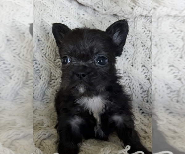 Medium Photo #9 French Bulldog Puppy For Sale in DENTON, MD, USA