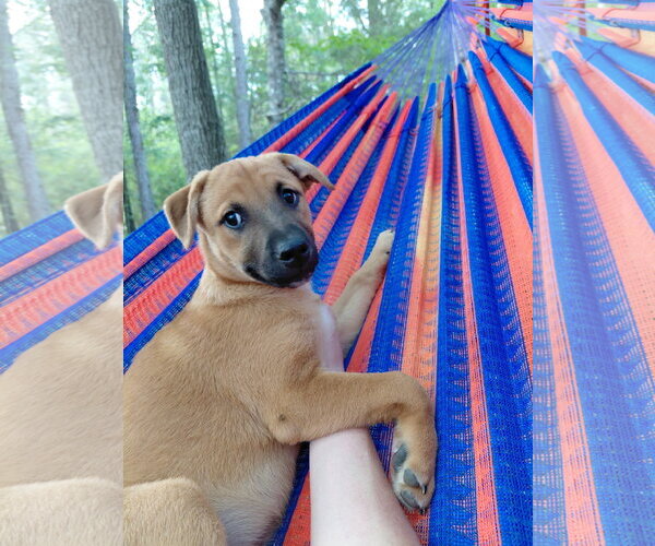 Medium Photo #1 Boxer-Unknown Mix Puppy For Sale in Holly Springs, NC, USA