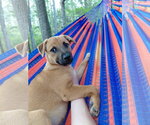 Small Boxer Mix