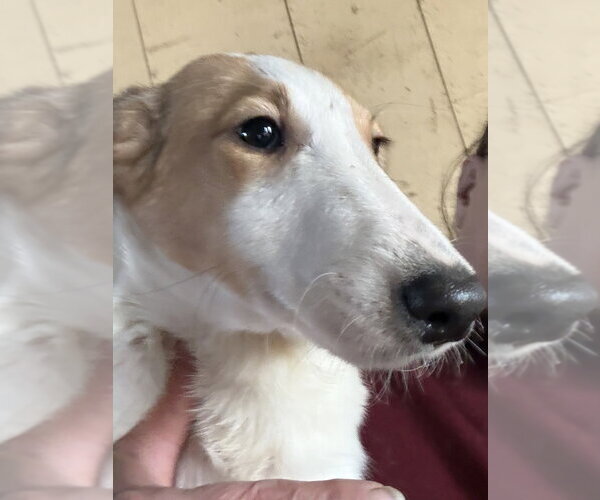 Medium Photo #1 Collie-Dalmatian Mix Puppy For Sale in Aurora, IN, USA