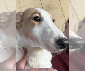 Collie-Dalmatian Mix Dogs for adoption in Aurora, IN, USA