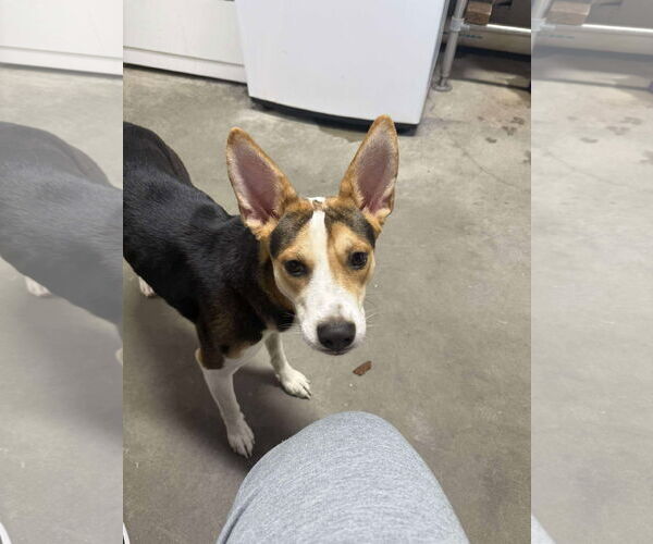 Medium Photo #5 Rat Terrier-Unknown Mix Puppy For Sale in McDonough, GA, USA