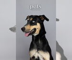 Small #10 Doberman Pinscher Mix
