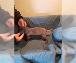Small Photo #4 Great Dane Puppy For Sale in FARMERSVILLE, TX, USA