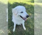 Small #3 Great Pyrenees