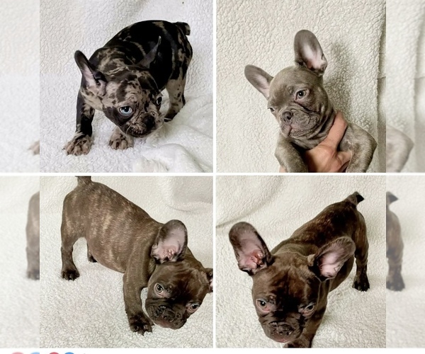 Medium Photo #1 French Bulldog Puppy For Sale in JEFFERSONVILLE, IN, USA