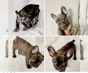 French Bulldog Puppy for sale in JEFFERSONVILLE, IN, USA
