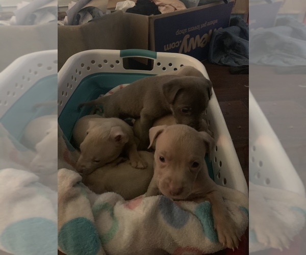 Medium Photo #7 American Pit Bull Terrier Puppy For Sale in WILLOW SPRING, NC, USA