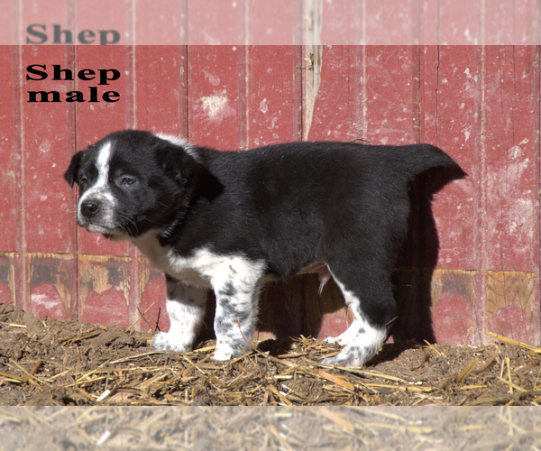 Medium Photo #11 Australian Cattle Dog-Border Collie Mix Puppy For Sale in CLARE, MI, USA