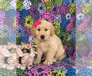 Golden Retriever Puppy for Sale in CHRISTIANA, Pennsylvania USA
