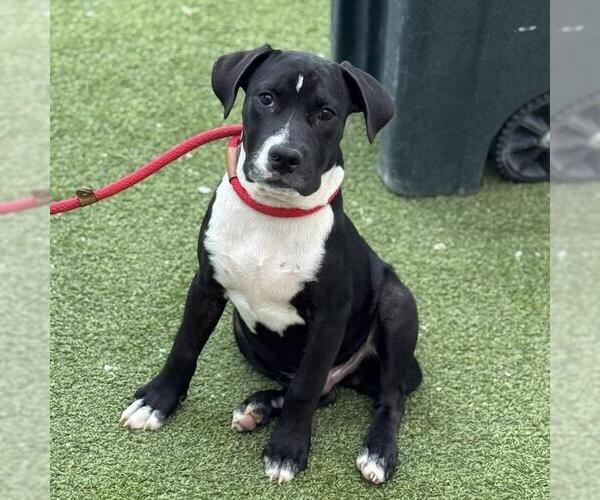 Medium Photo #3 Labrador Retriever-Unknown Mix Puppy For Sale in San Diego, CA, USA