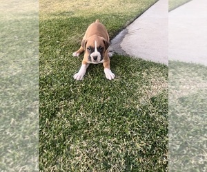 Boxer Puppy for sale in RIALTO, CA, USA