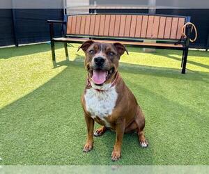 Mutt Dogs for adoption in Orange, CA, USA