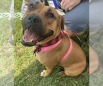 Small Boxer Mix