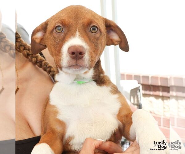 Medium Photo #5 Plott Hound-Unknown Mix Puppy For Sale in Washington, DC, USA