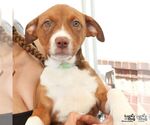 Small #4 Plott Hound Mix