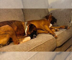 Major II - Male Boxer Dog for Adoption - Photo #3