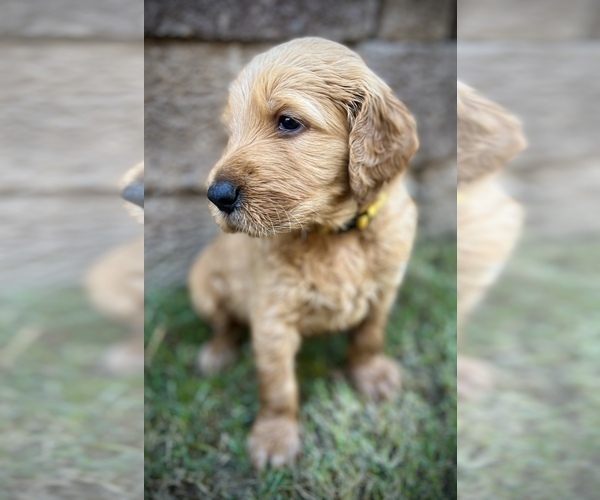 Medium Photo #2 Goldendoodle Puppy For Sale in LA MESA, CA, USA